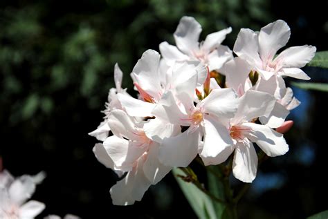 White Oleander Free Stock Photo Public Domain Pictures