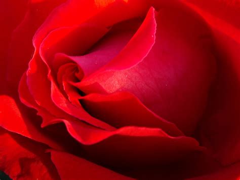 Rose Red Free Stock Photo Red Rose Close Up 17671
