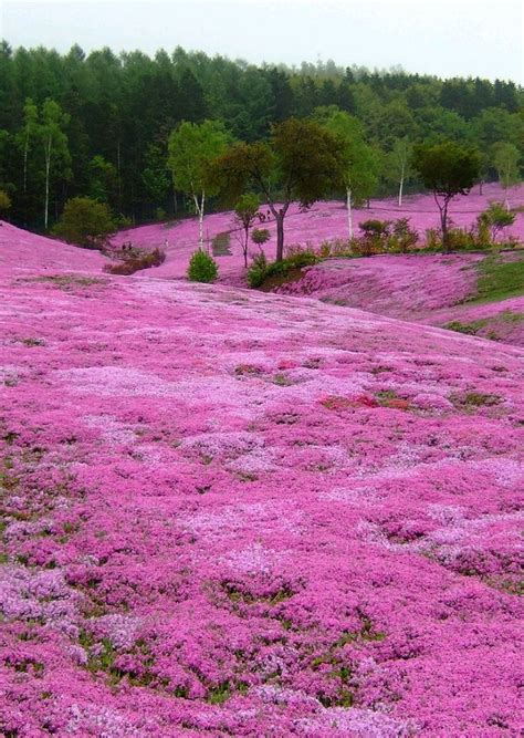 Pink Carpet Moss Phlox In Takinoue Park Hokkaido Japan Phlox