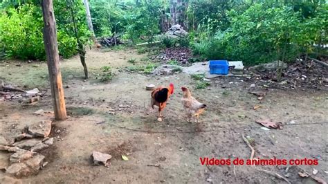 Gallo Pisando Gallina Ayam Kawin Rooster Mating Youtube