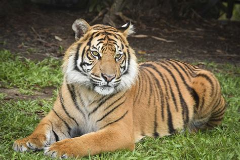 Orana Wildlife Park Welcome Back Sumatran Tigers The Animal Facts