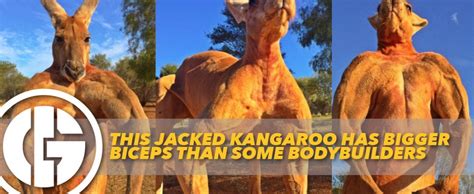 This Jacked Kangaroo Has Bigger Biceps Than Some Bodybuilders Generation Iron