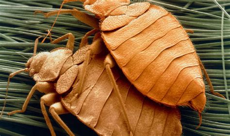 Bed Bug Bites How To Check For Parasites In Your House Uk