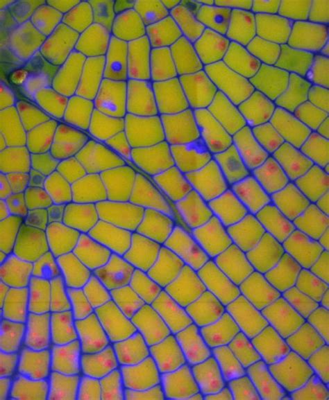 Real Plant Cell Under Microscope Plant Cells Under Microscope