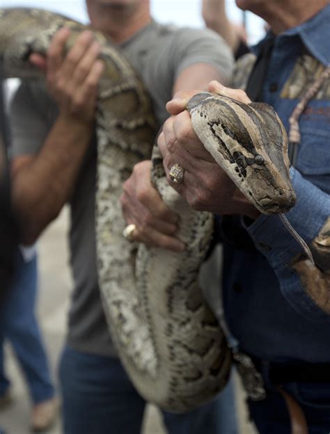 Court sides with reptile keepers against giant snake ban | The ...