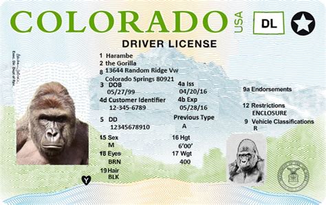 Totally21 Drivers License Driving License Templates