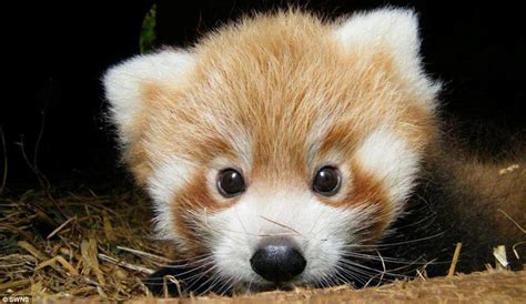 Just Too Cute Adorable Red Panda Cubs Born At British Zoo