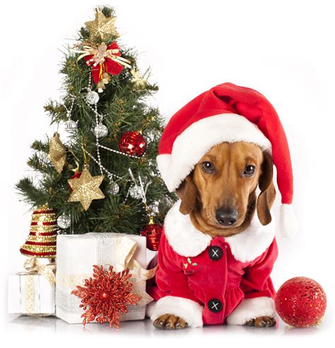 Call your veterinarian or pet poison helpline immediately. Holiday Pet Poisoning Myths Debunked! | Pet Poison Helpline