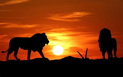 Lion Silhouette At Sunset Free Stock Photo Public Domain Pictures