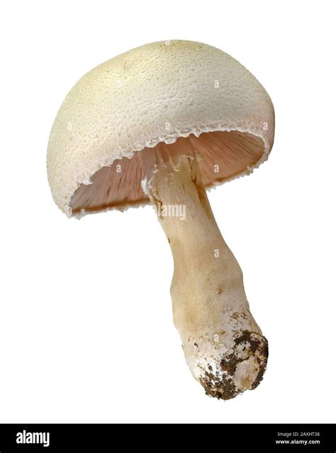 Agaricus Arvensis Commonly Known As The Horse Mushroom Stock Photo Alamy