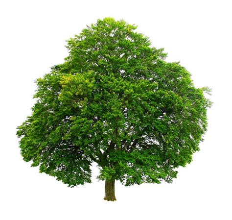 Beech Tree Stock Photos Pictures And Royalty Free Images Istock