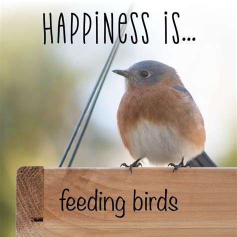 Happiness Isfeeding Birds Bird Quotes Bird Feeders Birds