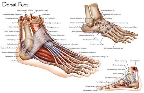 Dorsal Foot Art As Applied To Medicine