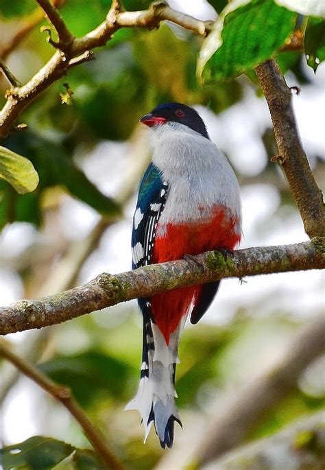 Splendid Cosmos Cuban Trogon Worlds Most Fascinating Colorful Bird