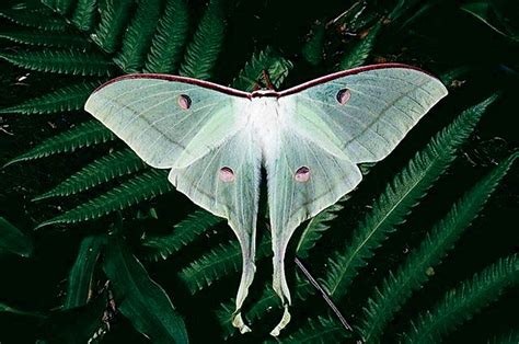 Moon Moth Moth Caterpillar Moth