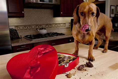 What Happens If A Dog Eats Chocolate Symptoms