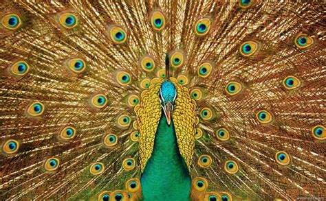 Beautiful Peacock Photo 5