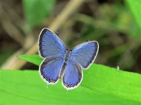Eastern Tailed Blue Alabama Butterfly Atlas