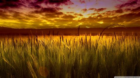 Sunset Over Wheat Fields Field Wallpaper Nature Desktop Wallpaper