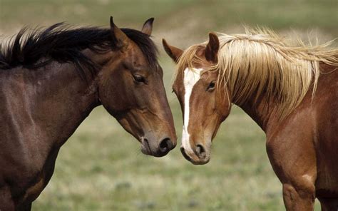 Two Brown Horses Wallpapers And Images Wallpapers Pictures Photos