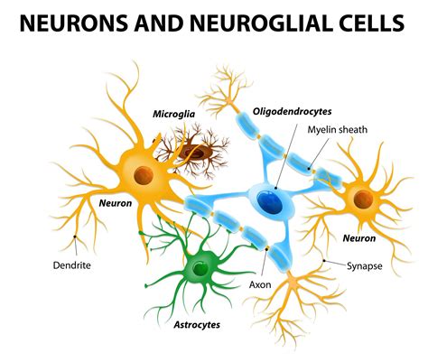 Glial Cells In The Brain Glial Cells Neurons Nerve Cell
