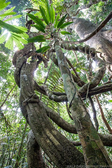 View Into A Tree Laden With Lianas And Epiphytes In A Lowland