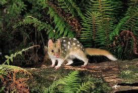 Quoll | Animal Wildlife