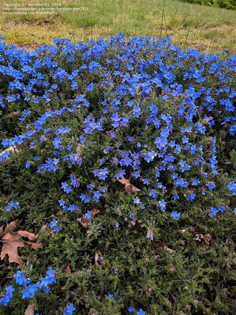 Plant Identification Closed What Is This Blue Flowering Bush 1 By