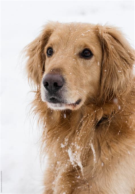 Dog In The Snow By Stocksy Contributor Dobránska Renáta Stocksy