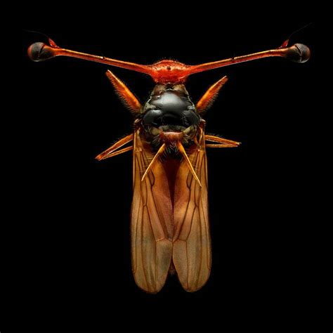 These Photos Of Insects Look Like Alien Robots Boing Boing