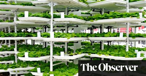 Vertical Farming Explained How Cities Could Be Food