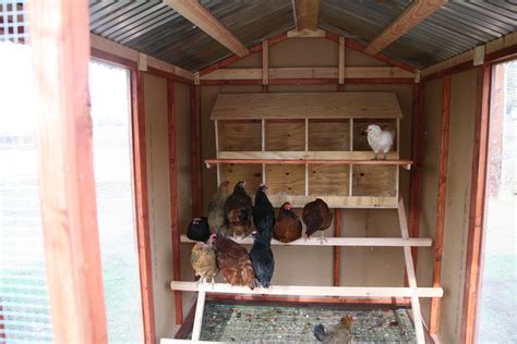 More Chicken Coop Inside Design My Pet Chick