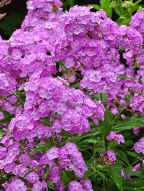 30 Phlox Light Purple Fragrant Shade Loving Perennial Etsy