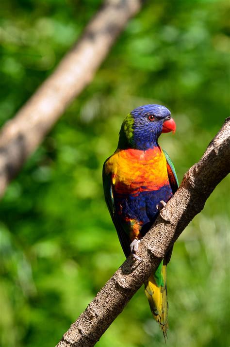 The Australian Rainbow Lorikeet Mimics The True Vibrancy And Beauty Of