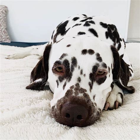 A Tired Dog Is A Happy Dog Happy Dogs Tired Animals Dalmatian