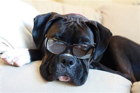 Offer plenty of water and shade. Dogs in Shades | The Ark In Space