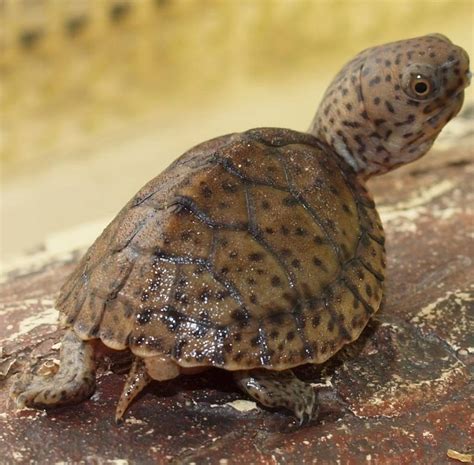 Loggerhead Musk Turtle Facts And Pictures