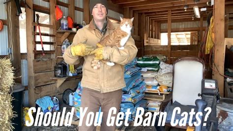 Should You Get Barn Cats For Your Homestead Pros Vs Cons Of Outdoor