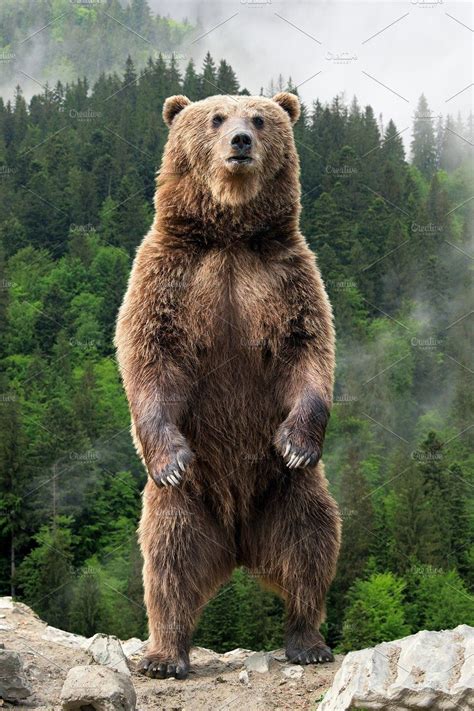 Big Brown Bear Standing On His Hind Containing Animal Bear And