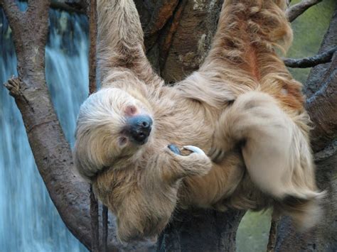 Two Toed Sloth Natural History On The Net