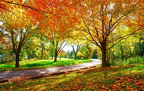 5 Fall Tree Care Tips For Your Home Silver City Tree Service