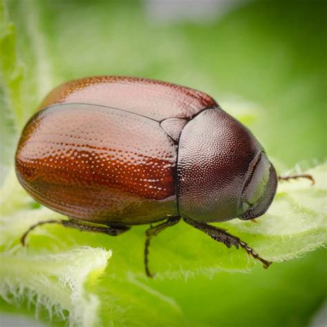 Are June Bugs Blind Top 10 Amazing Facts About June Bugs The