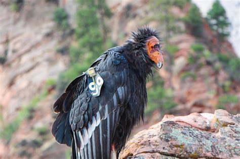 See our top 6 spots for condor watching here. SCVNews.com | Feds Help California Condors Expand Into Historic West Coast Range | 04-08-2019