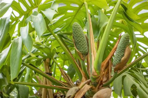 Monstera Deliciosa Fruits All Your Questions Answered The Healthy