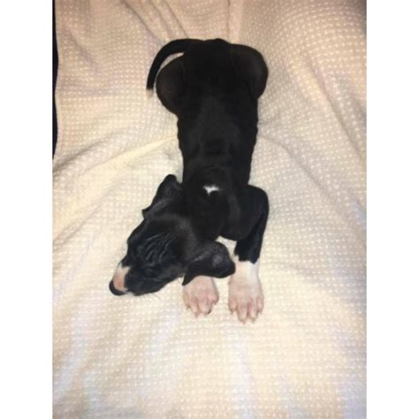 If you are looking to adopt or buy a great dane take a look here! European great danes puppies for sale in Medina, Ohio ...