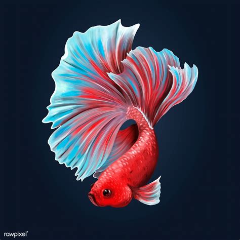 The best selection of royalty free betta fish vector art, graphics and stock illustrations. Vector Illustration Betta Fish Logo Png - BETTAKUS