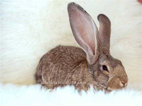 Continental Giant Rabbits For Sale