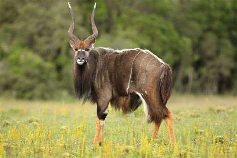 16 Incredible Facts About Nyala The Legendary African Antelope