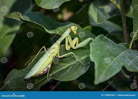 Pregnant Female Praying Mantis Or Mantis Religiosa In A Natural Habitat