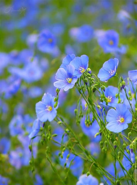 Blue Flax Linum Lewisii Wild Flowers The Meadows Meadow